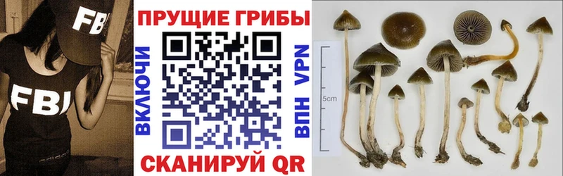 Галлюциногенные грибы Cubensis  Динская 